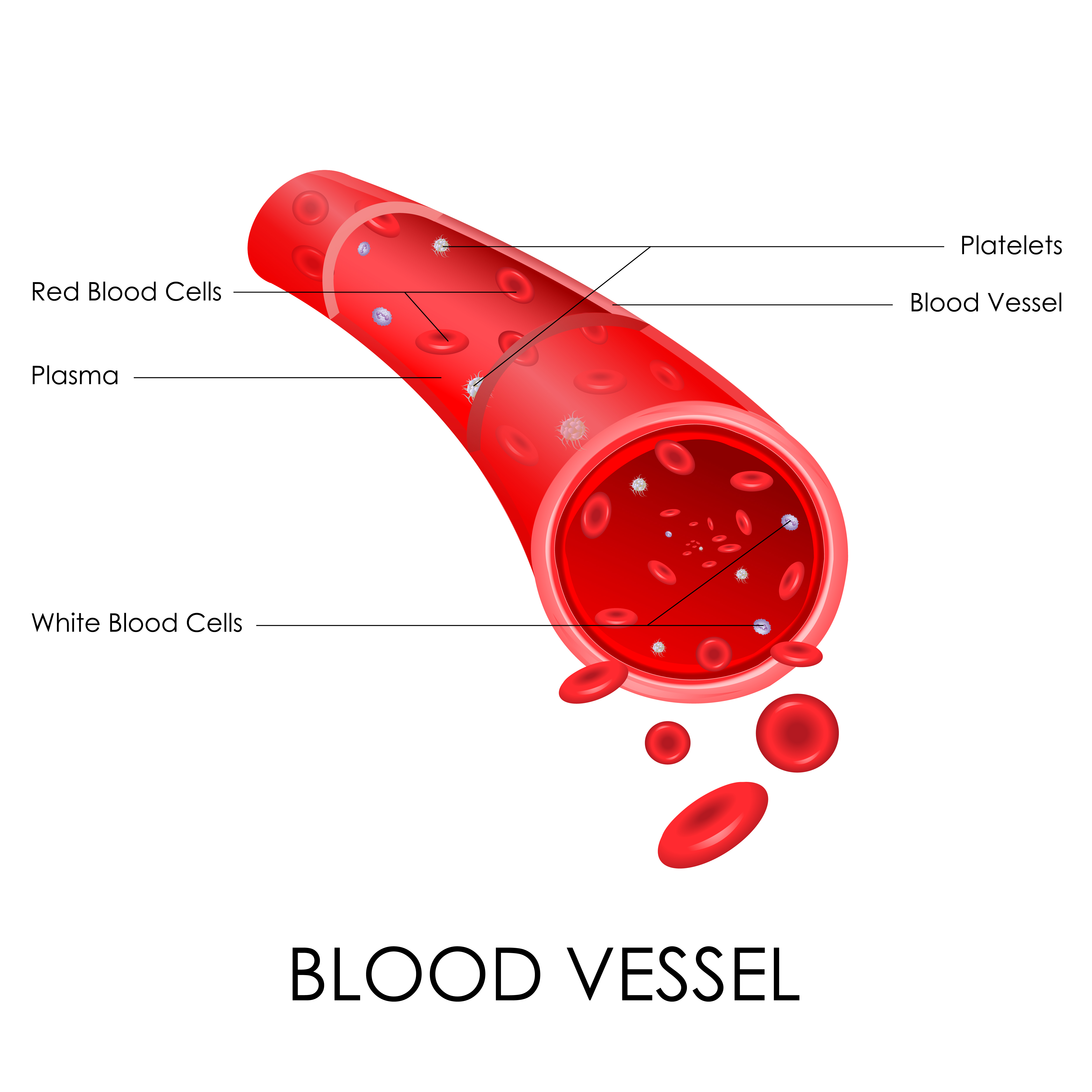 blood vessels.jpg